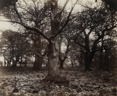 Chestnut Trees by Eugène Atget